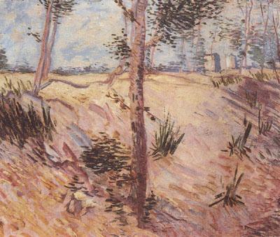 Vincent Van Gogh Trees in a Field on a Sunny Day (nn04)